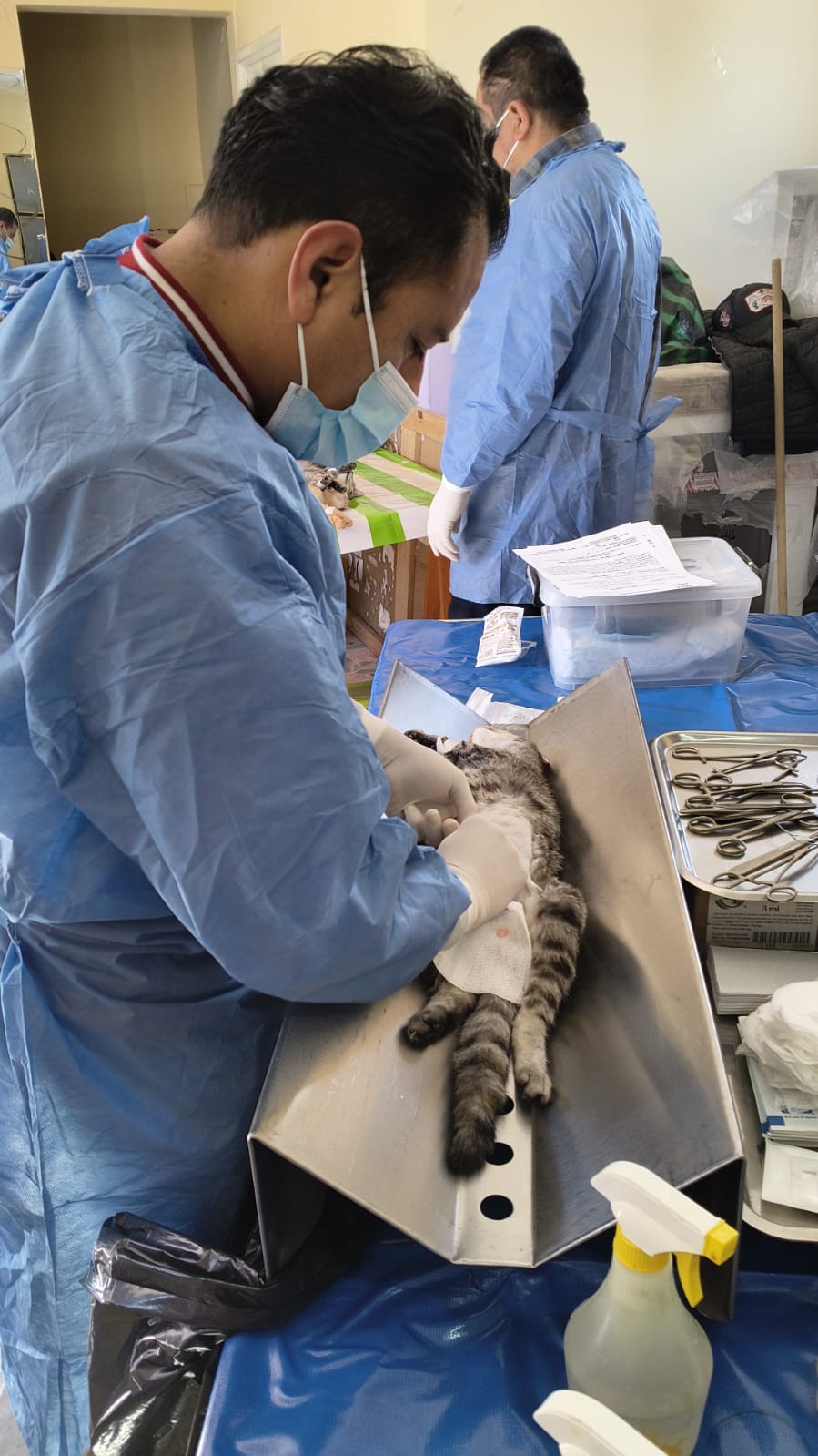 Más de 700 cirugías en campaña de esterilización en Chiautempan